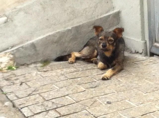 Cachorro ra a SR idade 3 anos nome eu sou CHARLIE