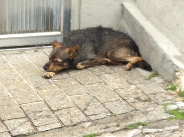Cachorro ra a SR idade 3 anos nome eu sou CHARLIE