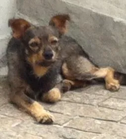 Cachorro raça SR idade 3 anos nome eu sou CHARLIE