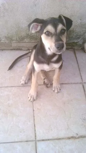 Cachorro ra a rotweiller com pastor idade 2 a 6 meses nome Thor 
