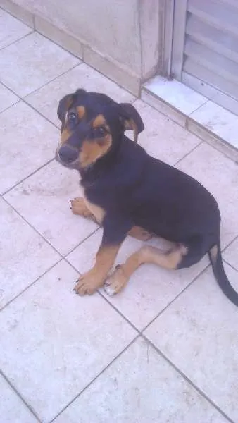Cachorro ra a rotweiller com pastor idade 2 a 6 meses nome Thor 
