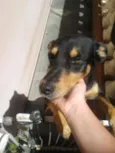 Cachorro raça Vira Lata idade 4 anos nome Pock