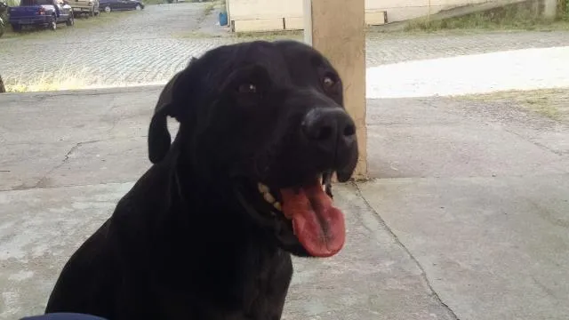 Cachorro ra a Labrador idade 1 ano nome Labrador Elvis