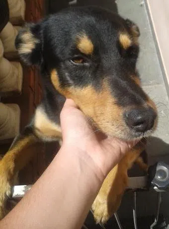 Cachorro raça Vira Lata idade 4 anos nome Pock