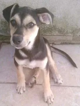 Cachorro raça rotweiller com pastor idade 2 a 6 meses nome Thor 