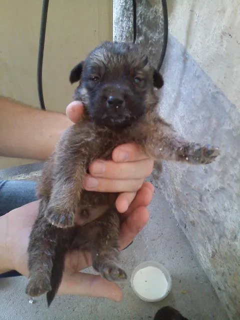 Cachorro ra a RND idade 2 a 6 meses nome Nomes nao definidos.