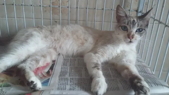 Gato ra a SRD idade 2 a 6 meses nome Maricota