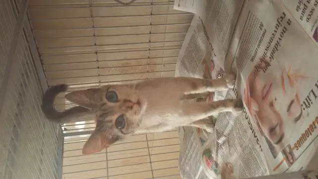 Gato ra a SRD idade 2 a 6 meses nome Maricota