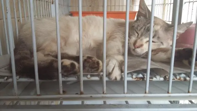 Gato ra a SRD idade 2 a 6 meses nome Maricota