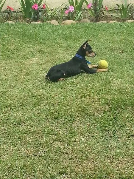 Cachorro ra a Pinscher idade 1 ano nome Jack