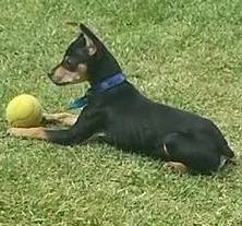 Cachorro ra a Pinscher idade 1 ano nome Jack