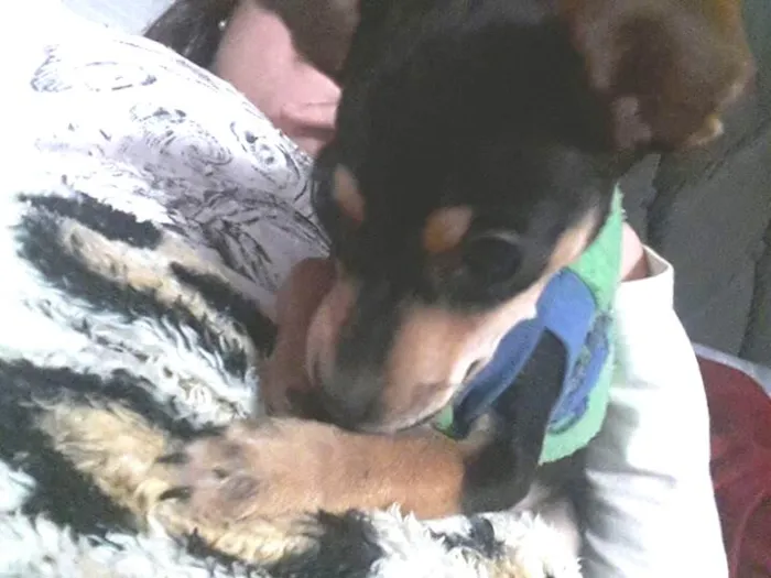 Cachorro ra a Pinscher idade 1 ano nome Jack