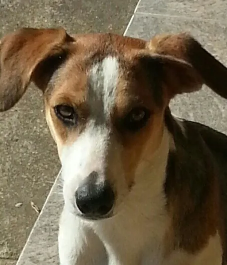Cachorro ra a SRD idade 1 ano nome Sherra