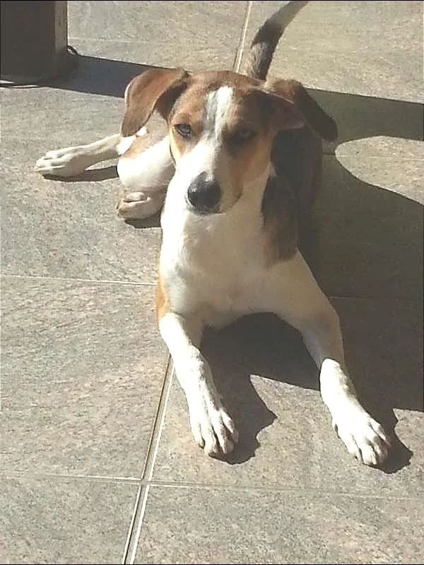 Cachorro ra a SRD idade 1 ano nome Sherra