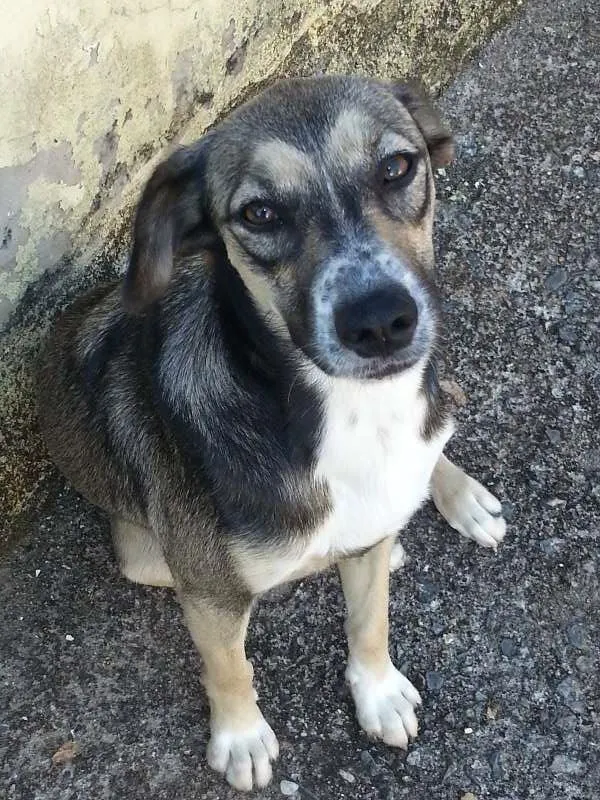 Cachorro ra a SRD idade 1 ano nome Tylla