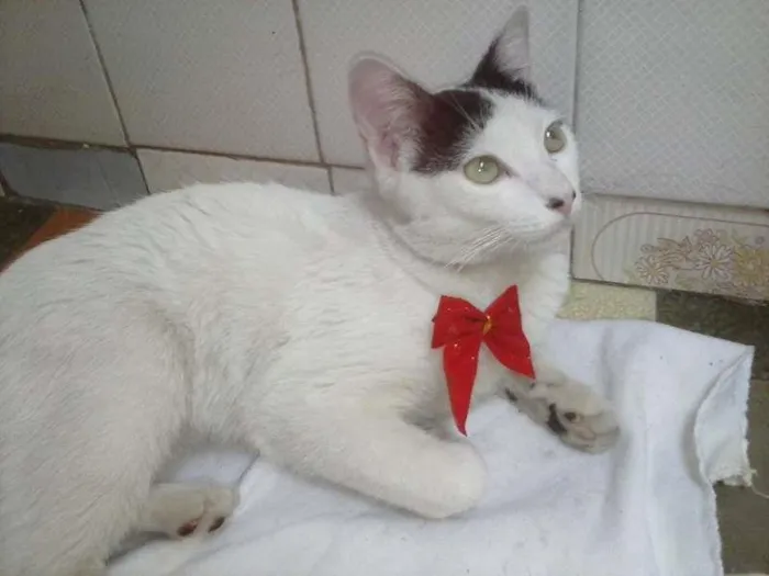 Gato ra a desconhecida idade 4 anos nome Max