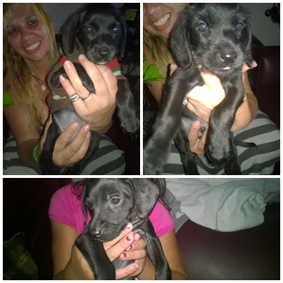 Cachorro ra a SRD idade 2 a 6 meses nome FOFURAS