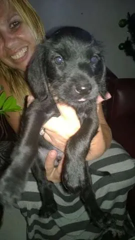 Cachorro ra a SRD idade 2 a 6 meses nome FOFURAS