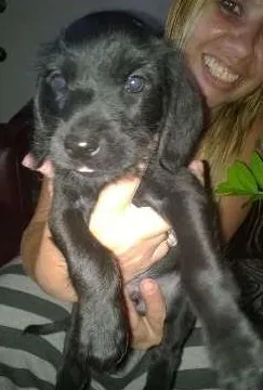 Cachorro ra a SRD idade 2 a 6 meses nome FOFURAS