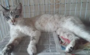 Gato raça SRD idade 2 a 6 meses nome Maricota