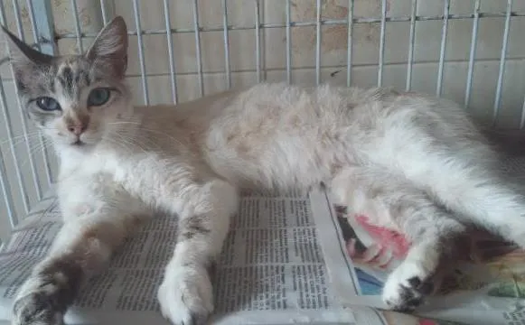 Gato ra a SRD idade 2 a 6 meses nome Maricota