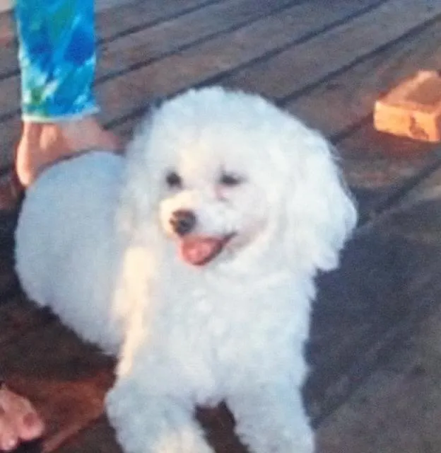 Cachorro ra a Poodle idade 6 ou mais anos nome Nicole/Nick