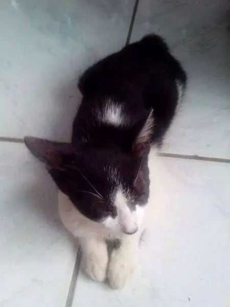 Gato raça não definida idade 2 a 6 meses nome Hunie