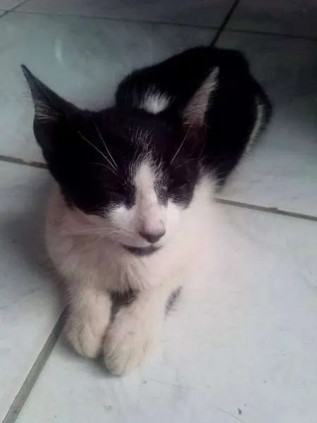 Gato raça não definida idade 2 a 6 meses nome Hunie