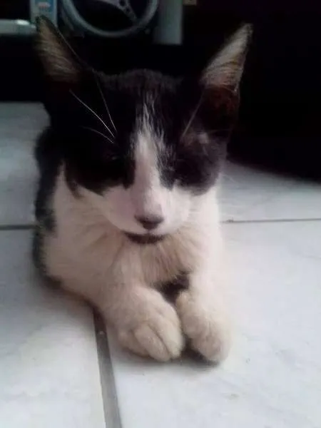 Gato raça não definida idade 2 a 6 meses nome Hunie