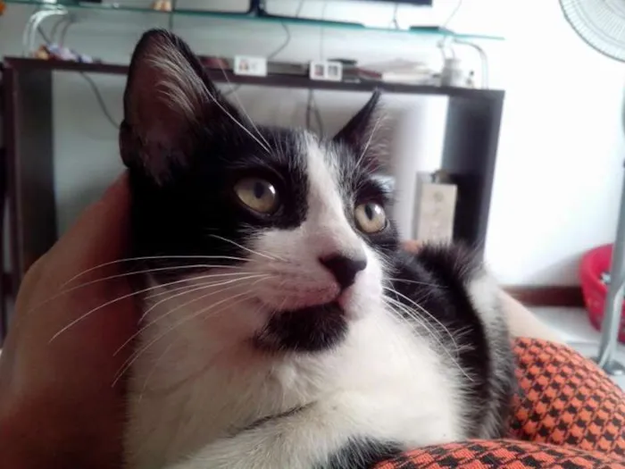 Gato raça não definida idade 2 a 6 meses nome Hunie