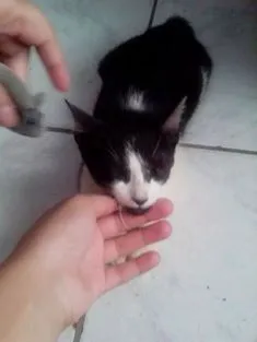 Gato raça não definida idade 2 a 6 meses nome Hunie