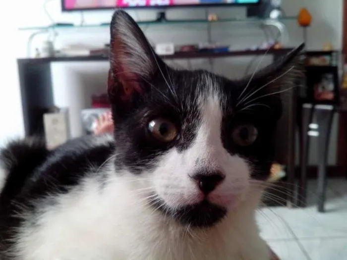 Gato raça não definida idade 2 a 6 meses nome Hunie