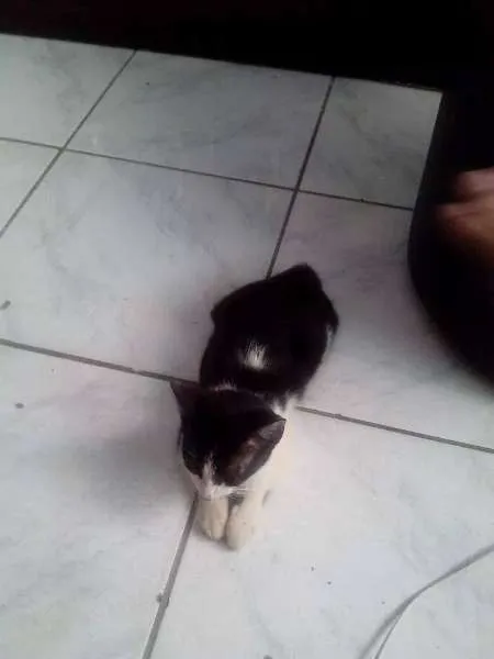 Gato raça não definida idade 2 a 6 meses nome Hunie