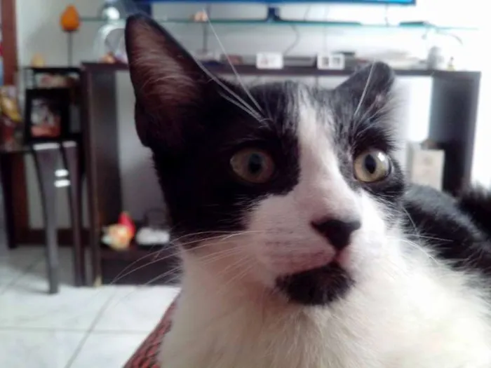 Gato raça não definida idade 2 a 6 meses nome Hunie