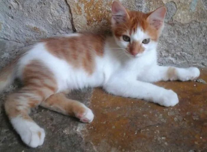 Gato raça não identificado idade 2 a 6 meses nome fofos