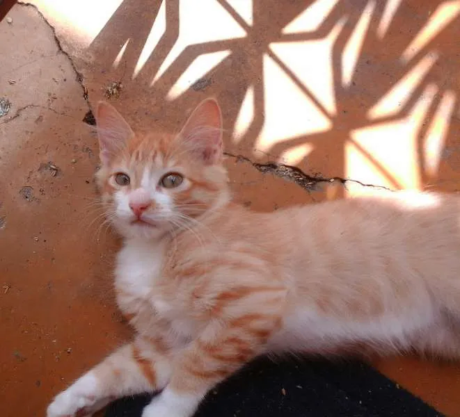 Gato raça não identificado idade 2 a 6 meses nome fofos