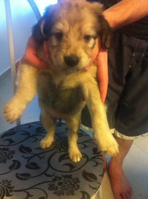 Cachorro ra a Rsd idade 2 a 6 meses nome Nao tem nome
