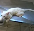Manchinha