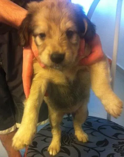 Cachorro ra a Rsd idade 2 a 6 meses nome Nao tem nome