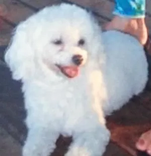 Cachorro raça Poodle idade 6 ou mais anos nome Nicole/Nick
