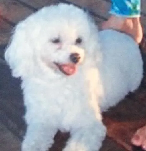 Cachorro ra a Poodle idade 6 ou mais anos nome Nicole/Nick