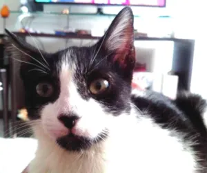 Gato raça não definida idade 2 a 6 meses nome Hunie