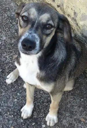Cachorro raça SRD idade 1 ano nome Tylla