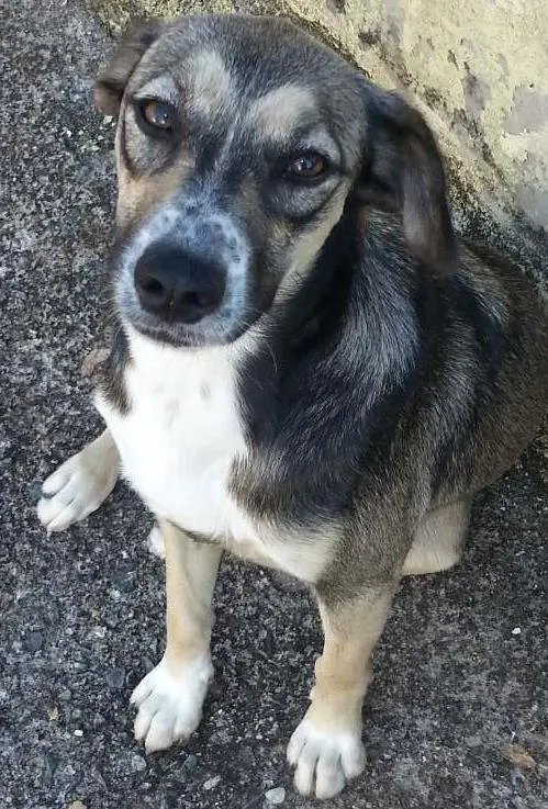Cachorro ra a SRD idade 1 ano nome Tylla