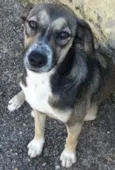 Tylla