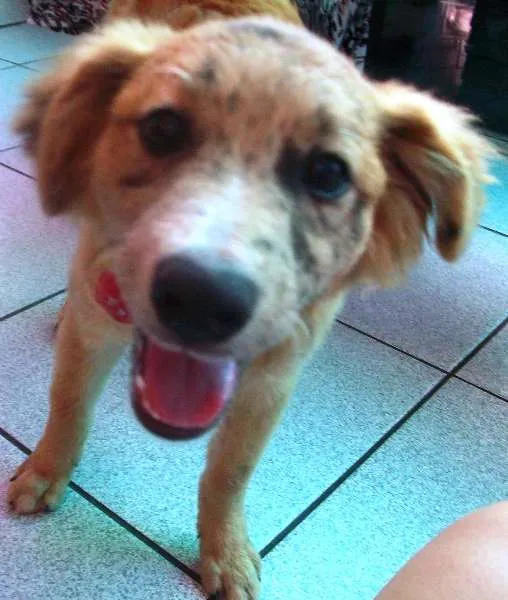 Cachorro ra a SRD idade 2 a 6 meses nome Josh