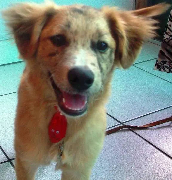 Cachorro ra a SRD idade 2 a 6 meses nome Josh