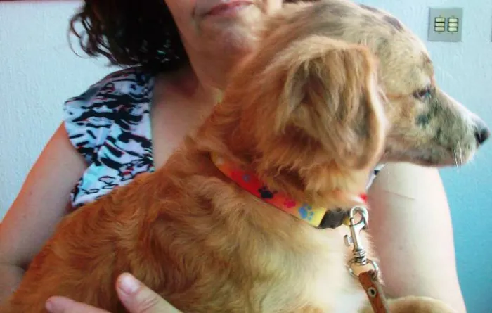 Cachorro ra a SRD idade 2 a 6 meses nome Josh