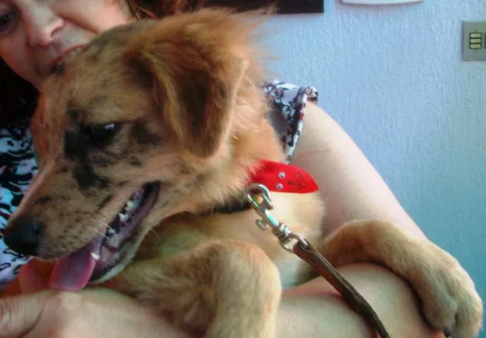 Cachorro ra a SRD idade 2 a 6 meses nome Josh