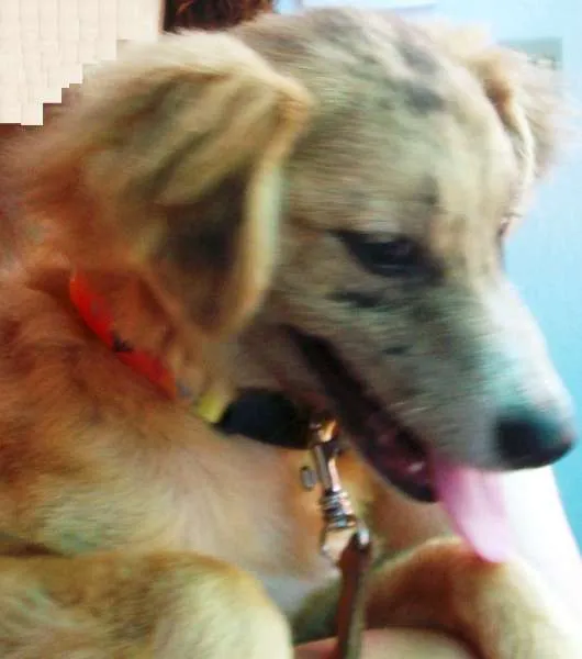 Cachorro ra a SRD idade 2 a 6 meses nome Josh